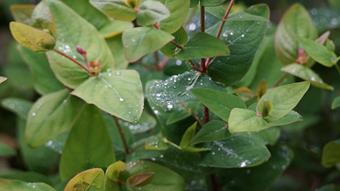 Leaves on tree.JPG
