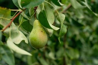 Pear.jpg