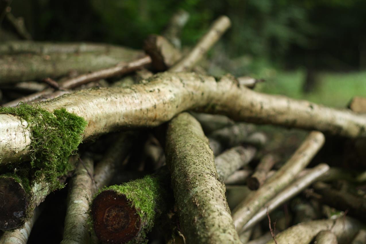 Seb Cox Coppicing.jpg
