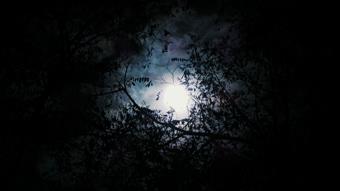 Halloween Full Moon.jpg